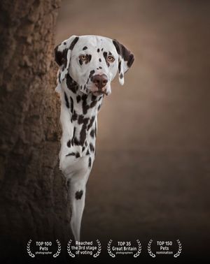 Dalmatian dog peeking from behind tree trunk with award badges displayed below.