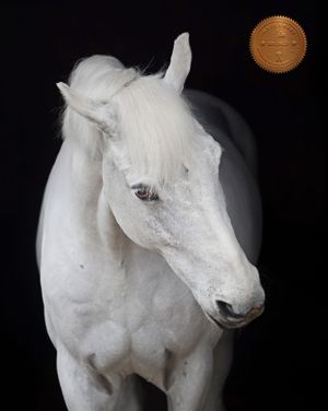 Dramatic portrait of white horse against black background with bronze award medal.