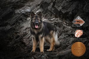 Dark moody photos of a German Shepherd dog posed against rocky terrain.