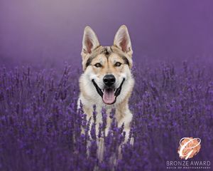 Happy wolf-like dog with pointed ears amid purple lavender flowers.