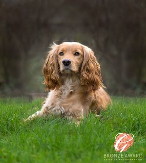 Cocker Spaniel with golden coat lying in green grass.