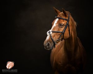 Close-up portrait of a chestnut horse with bridle against black background.