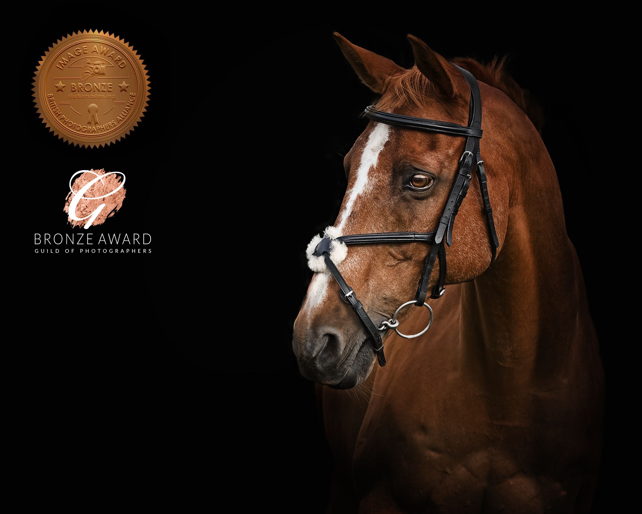 Portrait of a chestnut horse with white blaze wearing black bridle against dark background.