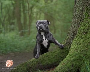 Black dog posing against mossy tree trunk in lush green forest.