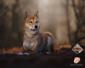 Collection of artistic portraits featuring a Shiba Inu dog in autumn forest settings.