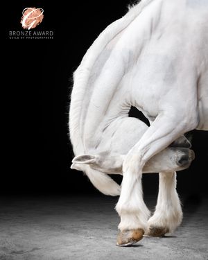 White horse's hooves and legs in motion against a dark studio background.