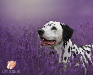 Dalmatian dog in profile against purple lavender field background.