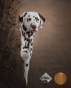 Portrait of a Dalmatian dog against a soft brown background.