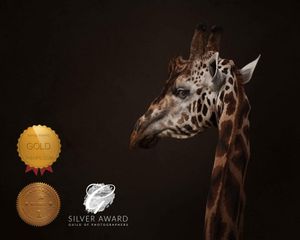 Artistic low-key portrait series of giraffe necks and heads in darkness.