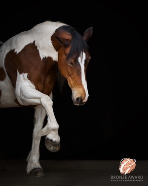A brown and white paint horse photographed in dramatic low lighting against a black background creating an artistic portrait.