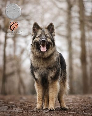 Collection of portraits showing a fluffy German Shepherd dog in a forest setting.