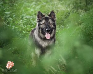 Long-haired German Shepherd dog portrait series in lush green foliage.
