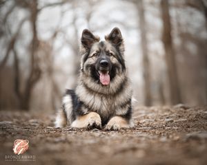 Fluffy German Shepherd dog lying on forest ground with happy expression.