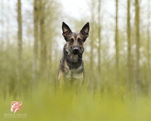 German Shepherd dog portrait taken through green grass with soft bokeh background.
