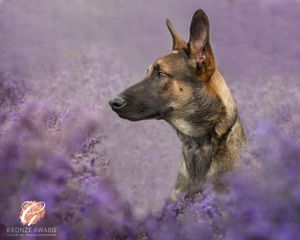 German Shepherd in profile surrounded by purple lavender blooms.