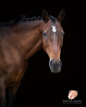A series of artistic portraits showing a brown horse's head against a black background in different angles and poses.