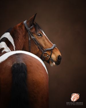 Close-up portrait of paint horse with brown and white markings against dark background.
