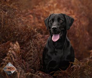 Black Labrador dog sitting among rusty brown ferns in an autumn setting.