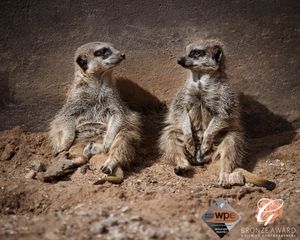 Two meerkats sitting side by side on sandy ground in alert posture.