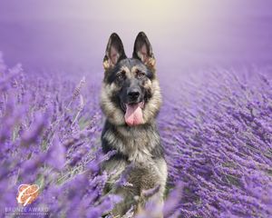 Dog sitting among purple lavender flowers in soft lighting.