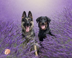 German Shepherd and black dog sitting together in a blooming purple lavender field.