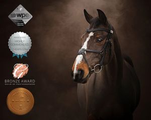 Series of artistic horse portraits against a dark brown background.