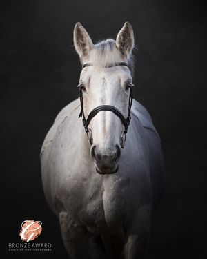 Dramatic portrait series of a white horse's face against a black background.
