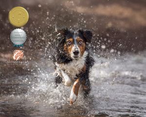 Sequence of photos capturing a dog playing and splashing in water.