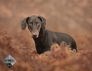 Dark-colored dog peeking through brown foliage in artistic composition.