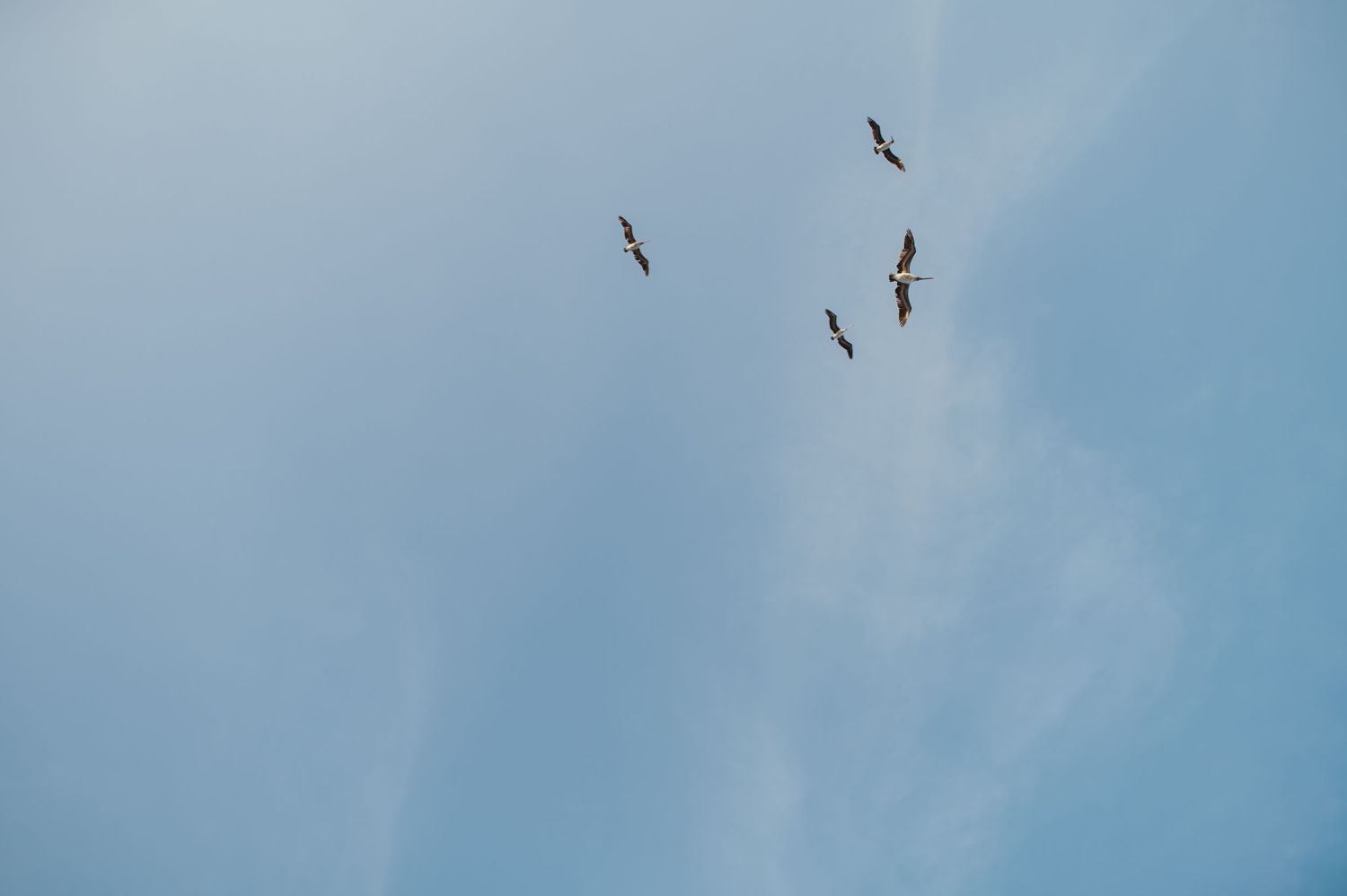 A flock of birds soars across a bright blue sky with wispy clouds in the background.