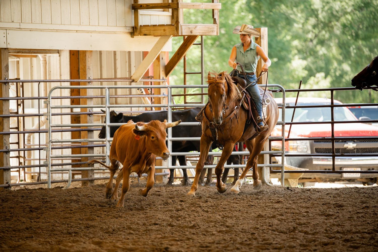 Cowboy practices cattle roping skills in a sandy arena with brown calf.