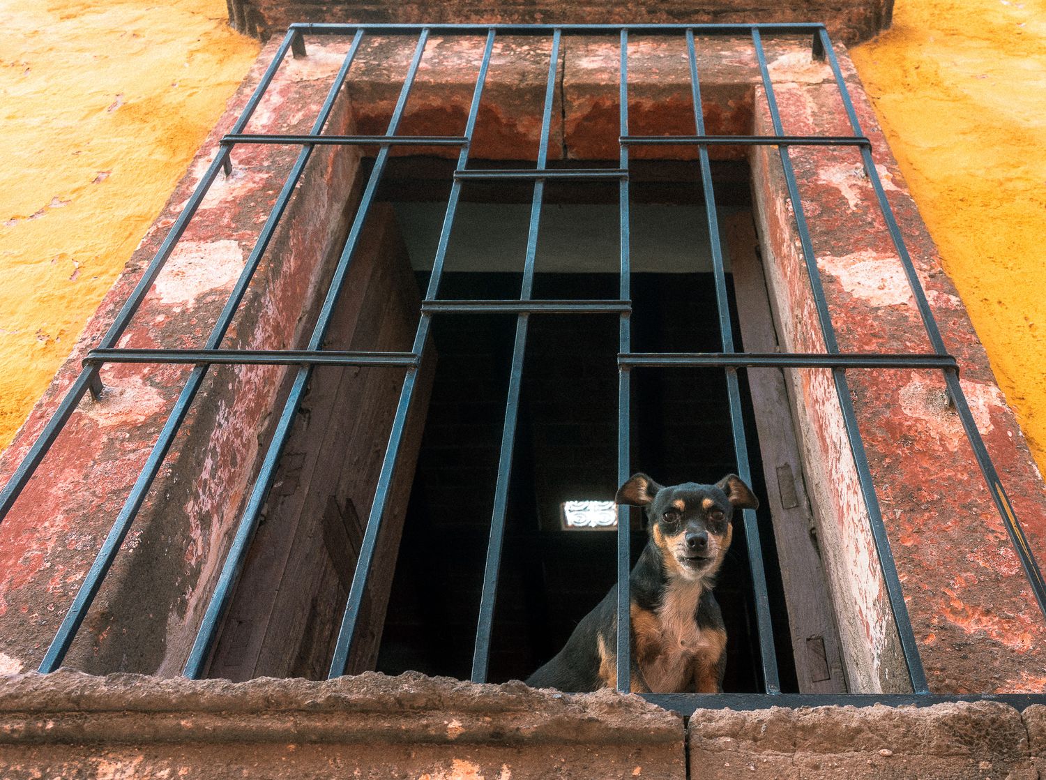 Chihuahua staring me down from a window sill.