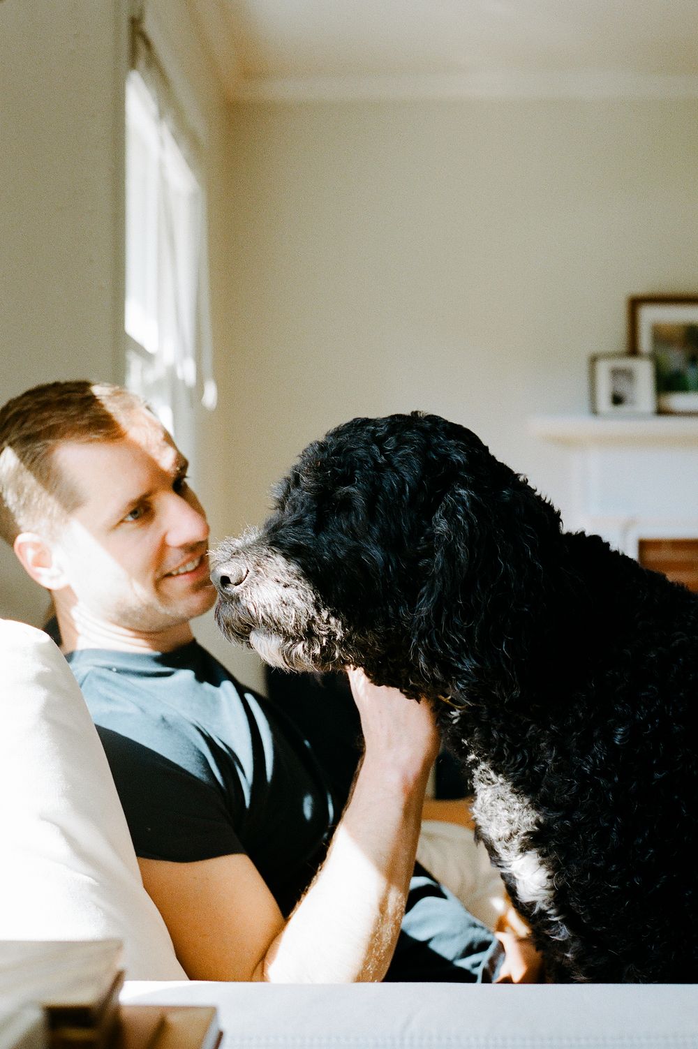 A black and white Portuguese Water Dog sits close to someone on a sofa in a bright, sunny room.