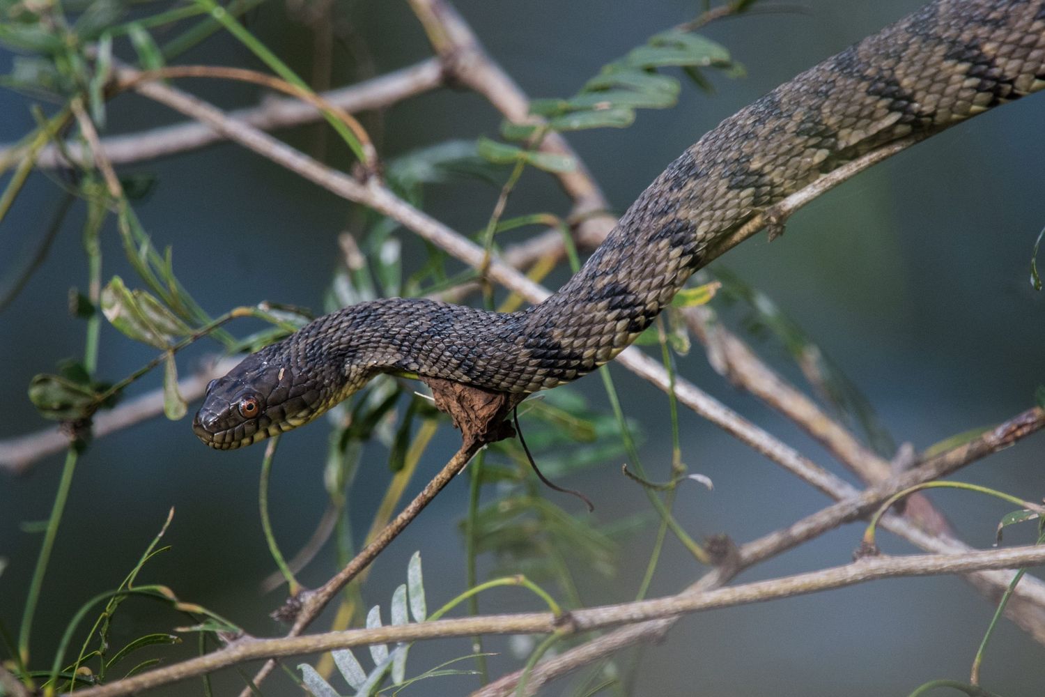 Wildlife: Diamondback Watersnake
Hugh Ramsey Nature Park
Harlingen,TX