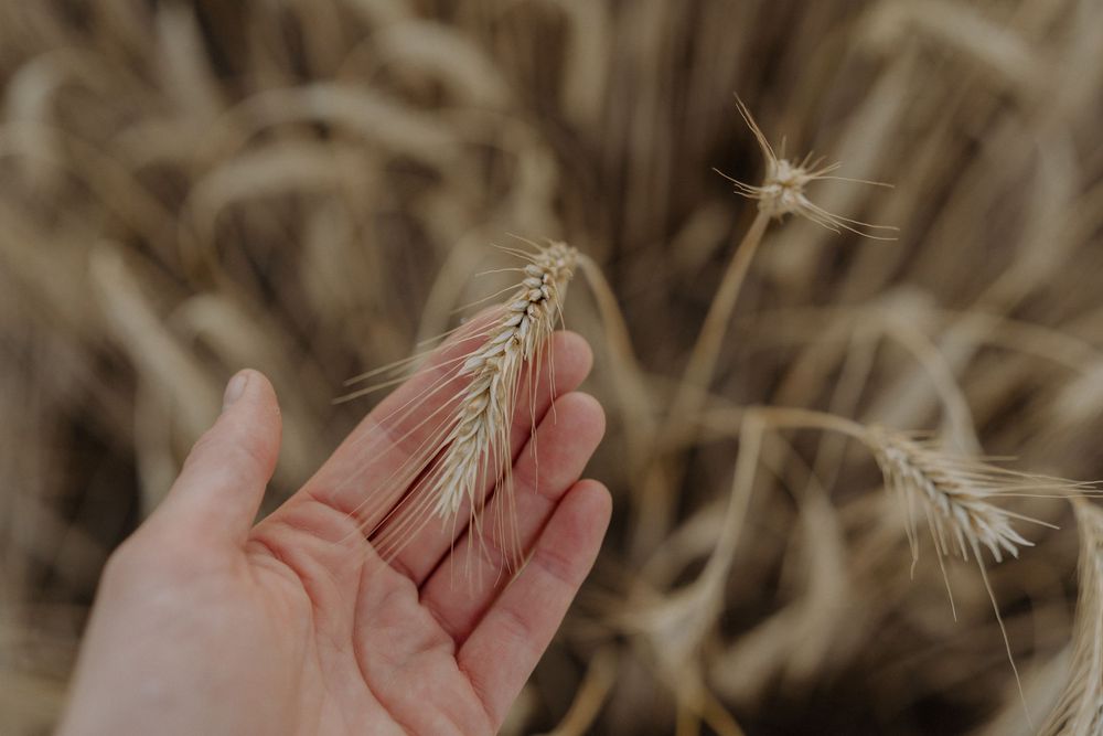 Hand gently holds a delicate golden wheat stalk against a soft blurred natural background.