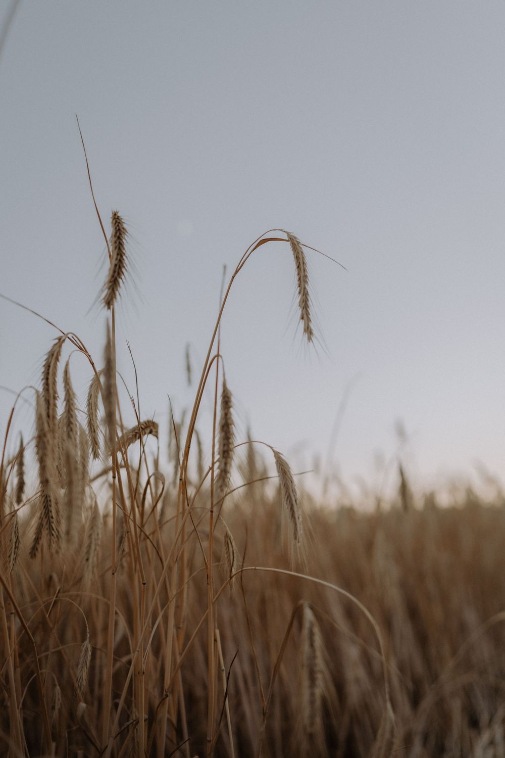 Close-up view of golden wheat stalks swaying against a soft misty sky during sunset.
