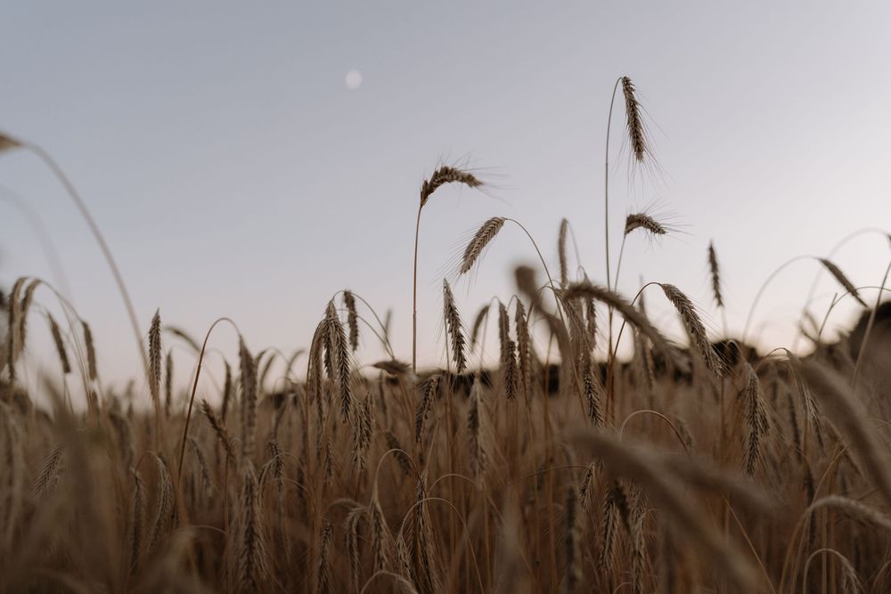 Silhouetted wheat stalks against a misty sky with a faint moon visible in the background.