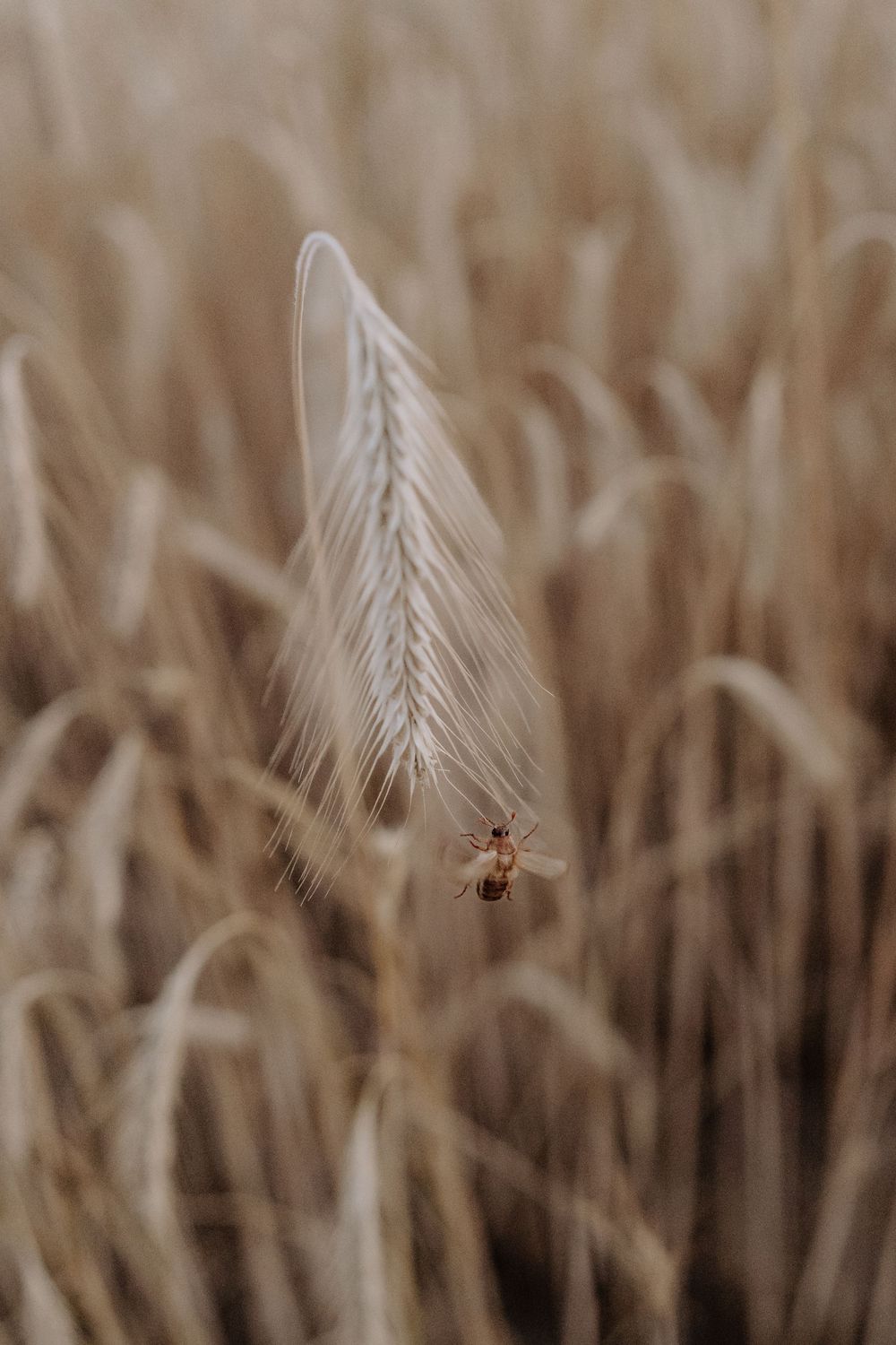 A tiny bee hovers gracefully among delicate golden wheat stalks in a soft-focus agricultural field.