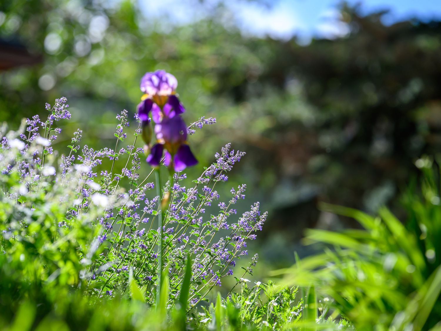 Purple iris flower blooming above lavender plants in a lush green sunlit garden.
