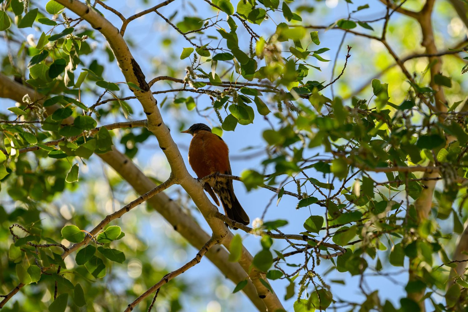 Brown bird perched on a branch surrounded by green leaves in a sunlit tree canopy.
