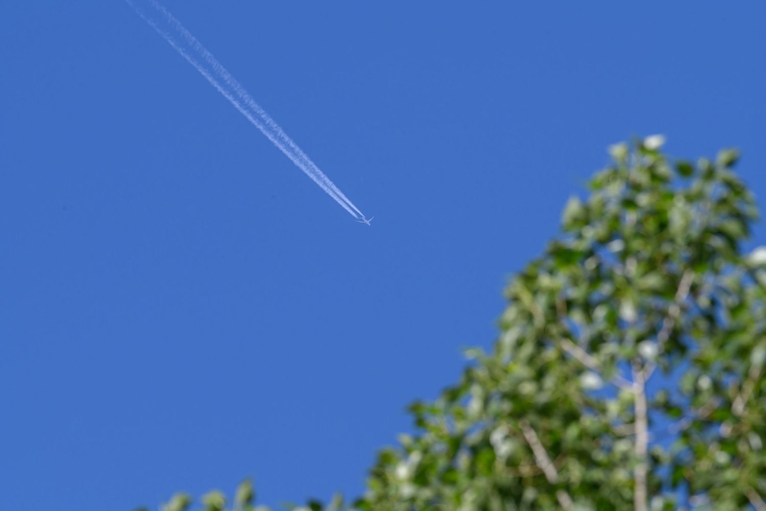 A jet aircraft leaves white contrails across a clear blue sky above green treetops.