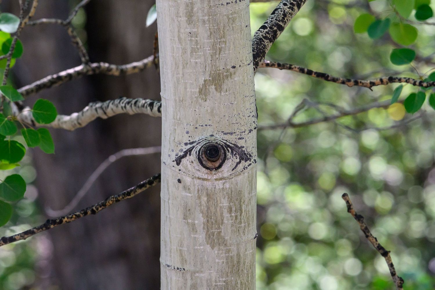 A realistic eye carved or painted onto the white bark of an aspen tree in a forest.