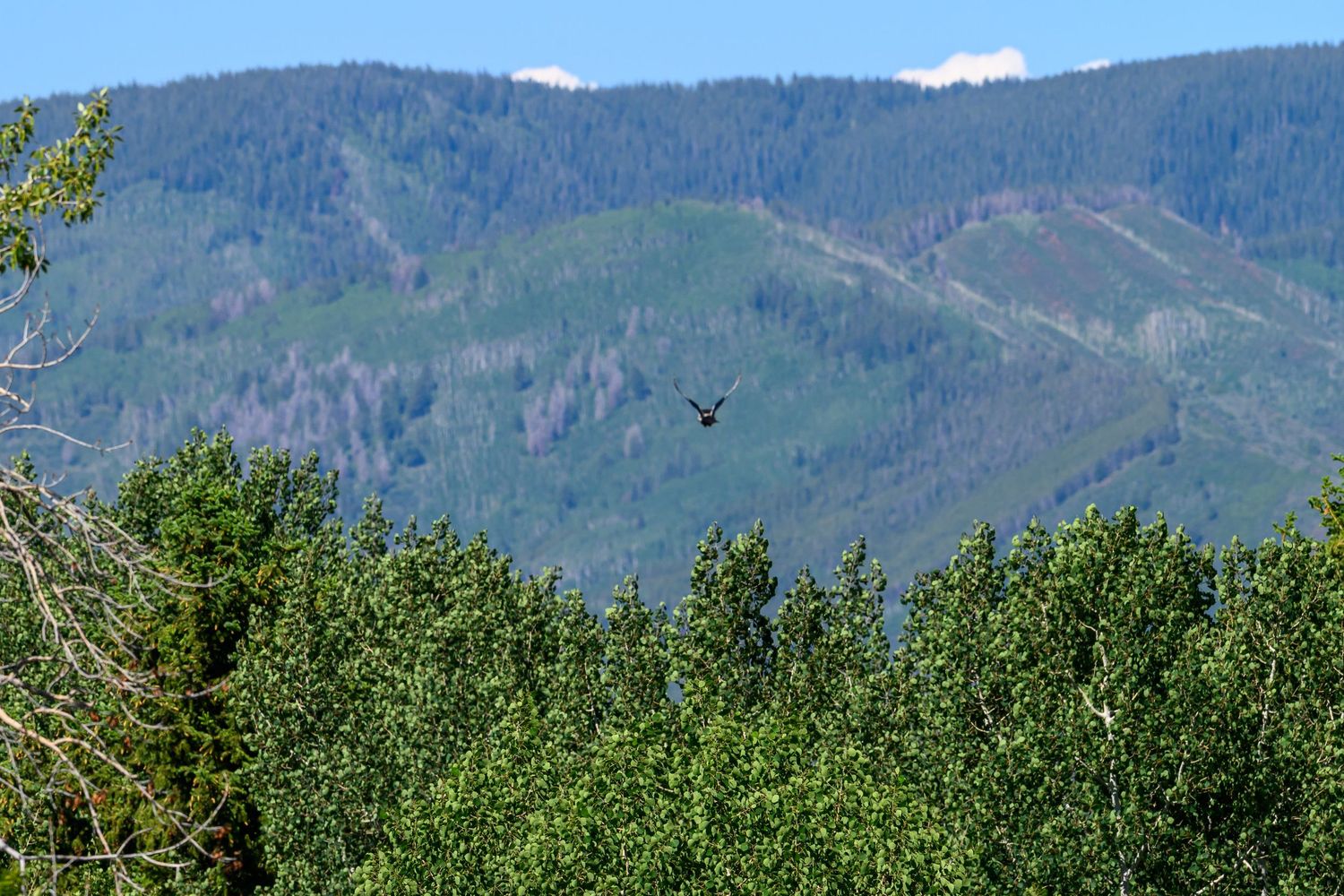 A bird soars in flight above green treetops with a lush mountain range in the background.