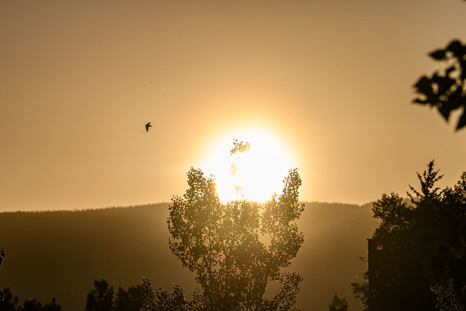 A bird silhouetted against a large golden sun setting behind a forested hillside.