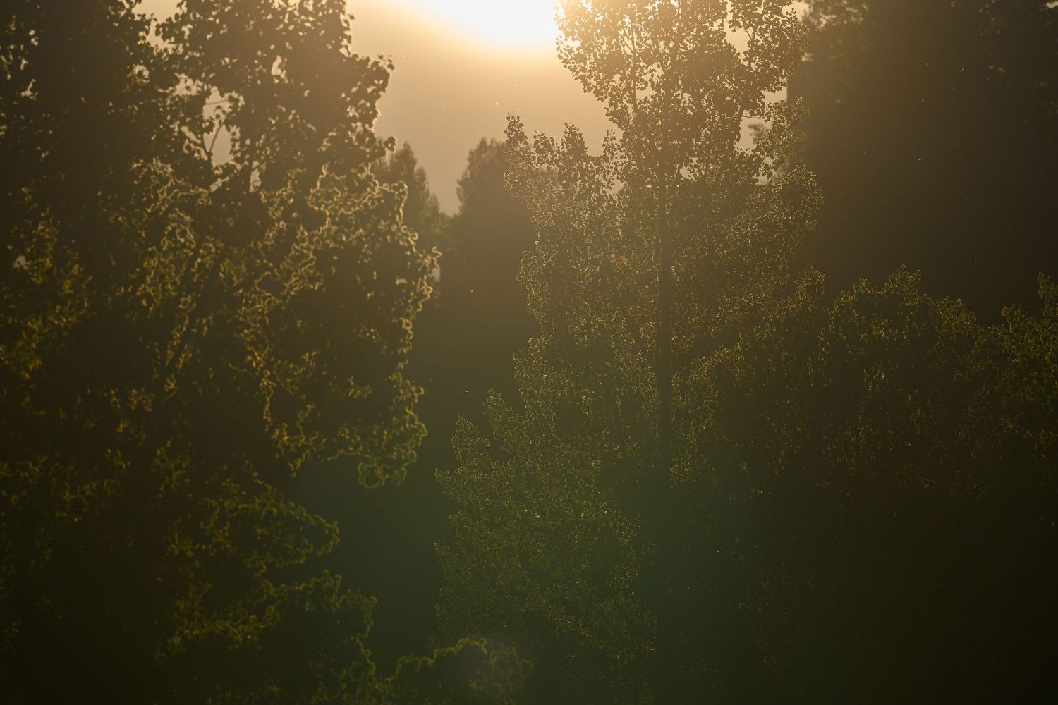 Warm golden sunlight filters through a dense forest of tall green trees at sunrise.