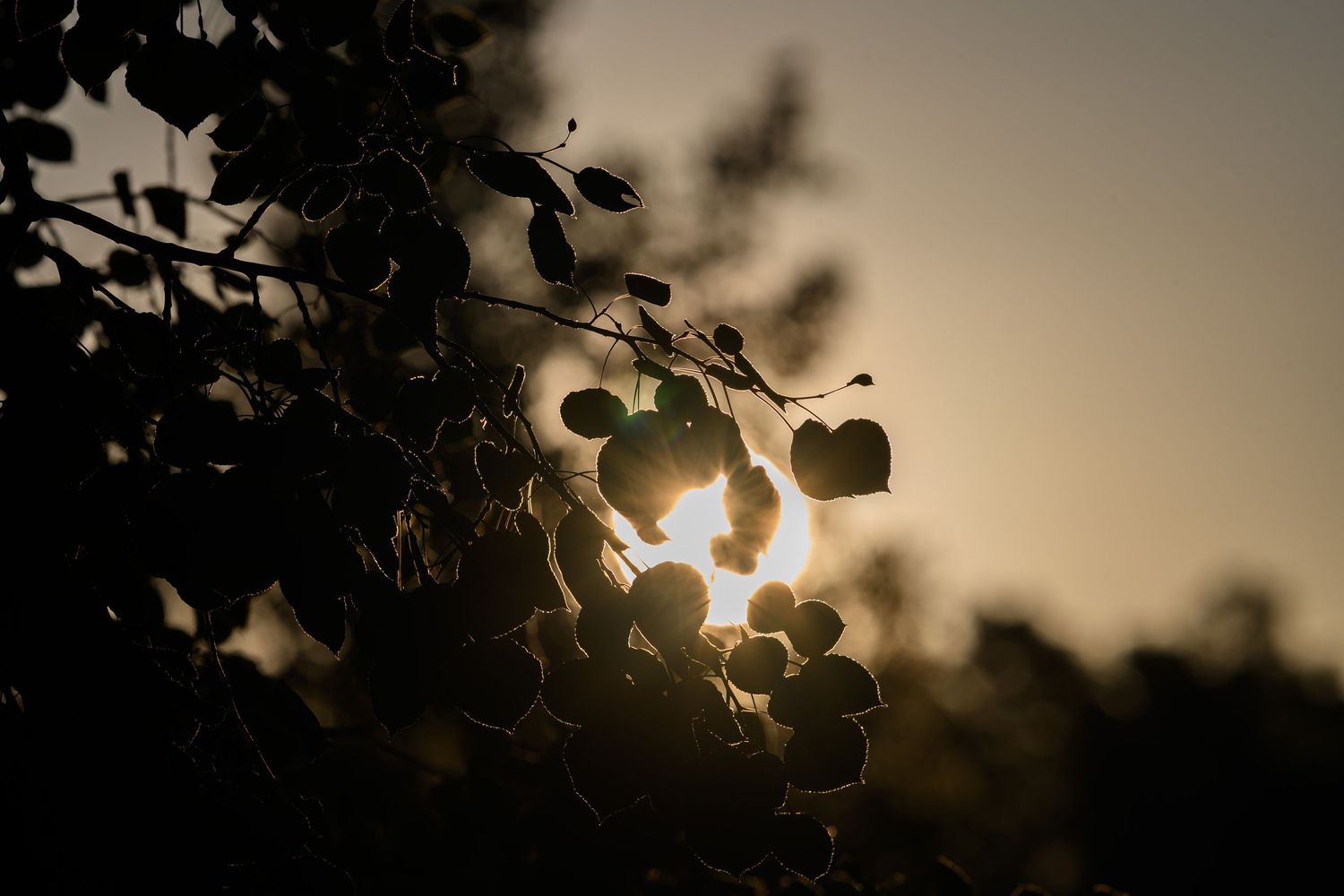 Silhouetted tree branches with round leaves backlit by a warm glowing sunset sky.