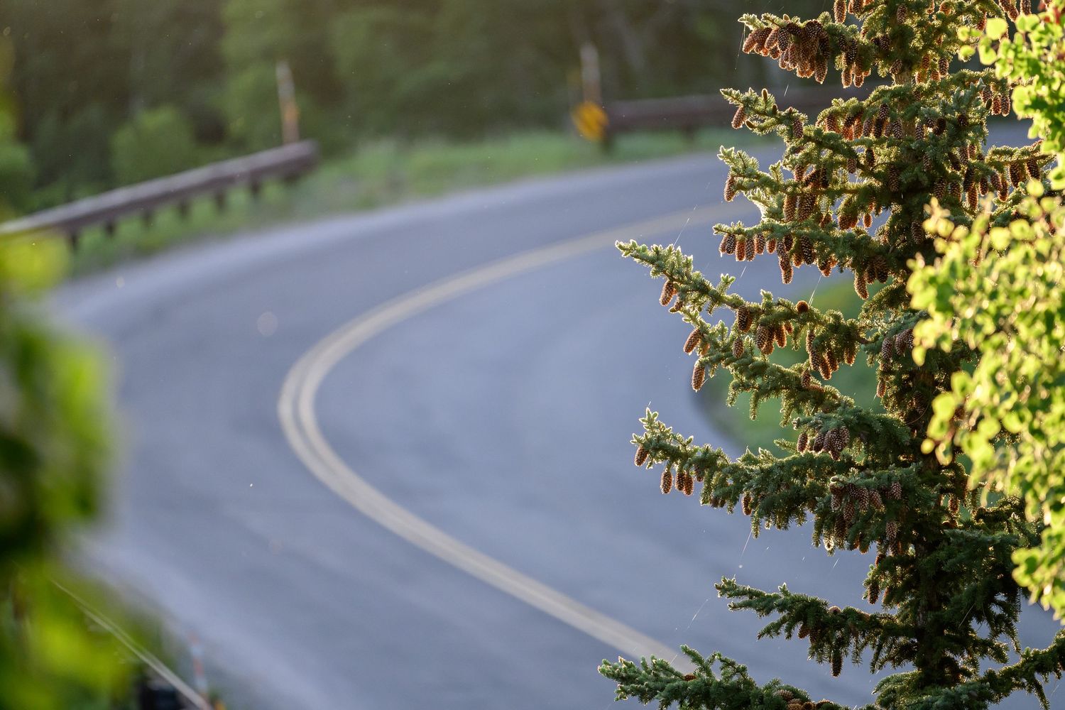 Winding road through a lush green forest with a conifer tree in the foreground on a sunny day.