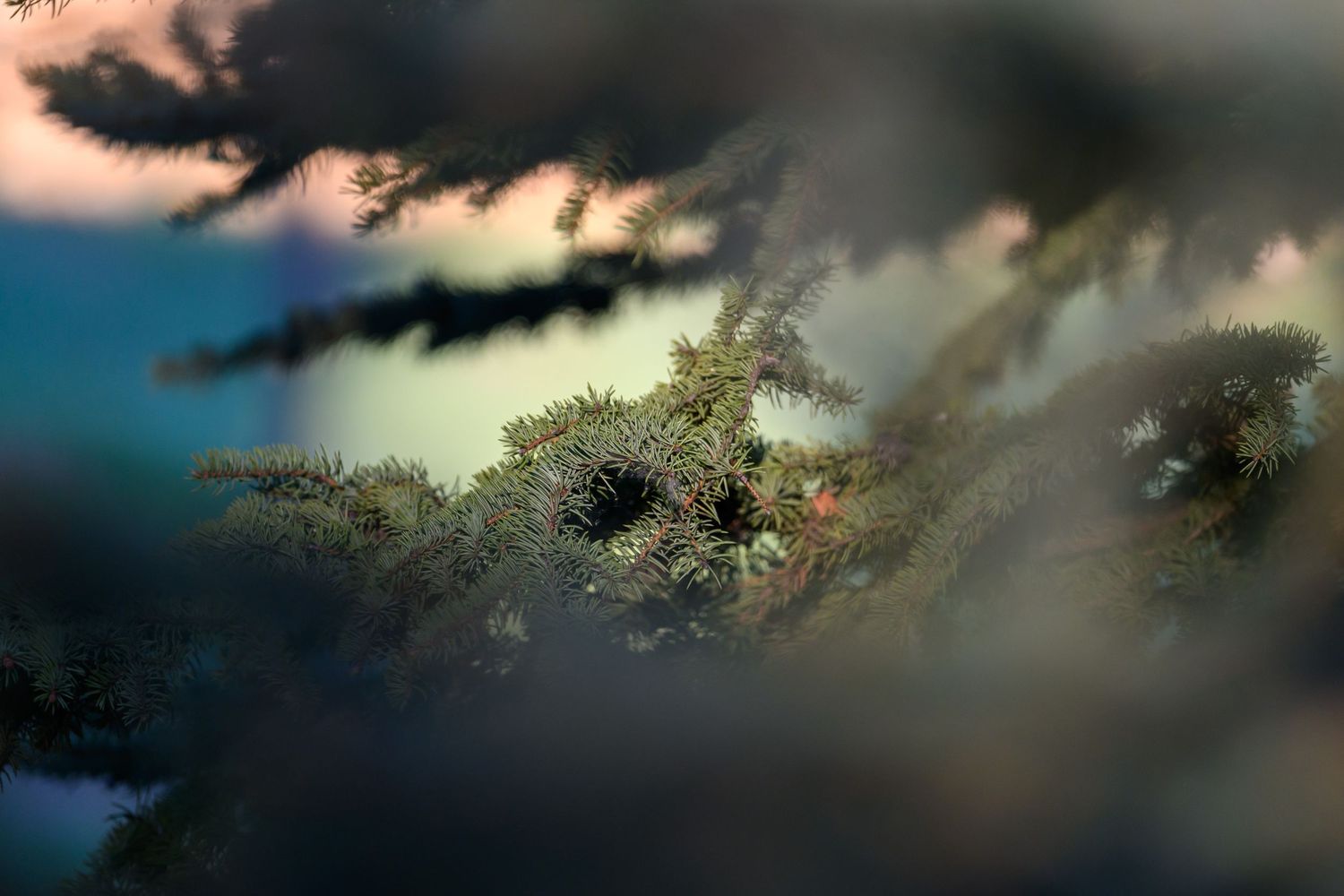 Close-up of a pine cone nestled among blue spruce branches with soft bokeh background.