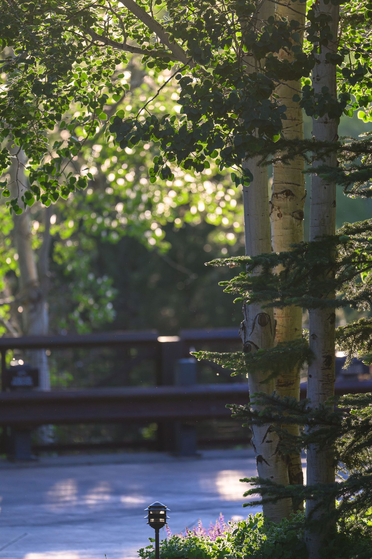 Sunlit aspen tree with white bark surrounded by green foliage near a wooden walkway in a park.