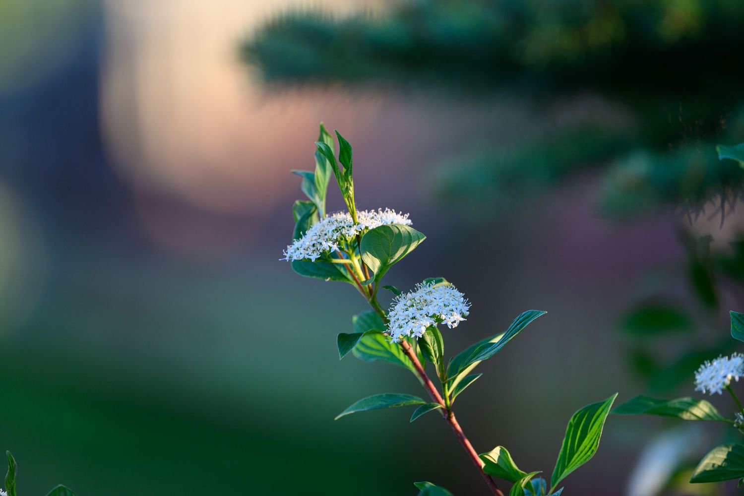 Delicate white wildflowers blooming on a slender branch with green leaves in soft bokeh light.